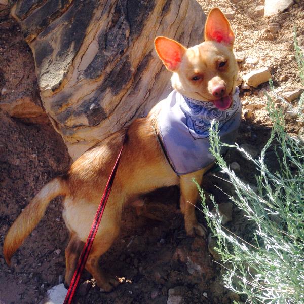 /Images/uploads/Humane Society of Utah/HSUCalendar/entries/1588thumb.jpg